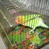 Амурчанка спрятала под одеждой 50 попугаев