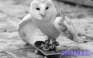 Британская сова катается на скейтборде 