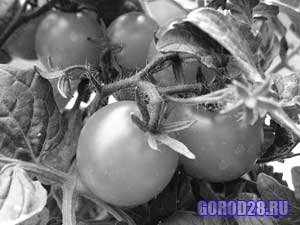 Повышай свой урожай - помидор в ведро сажай!