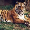 Стратегию сохранения амурского тигра утвердили в Минприроды России 